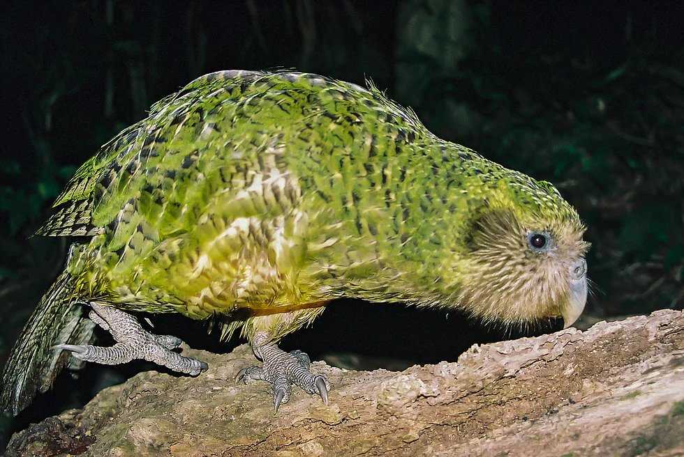 Попугай какапо: вся информация о совином попугае