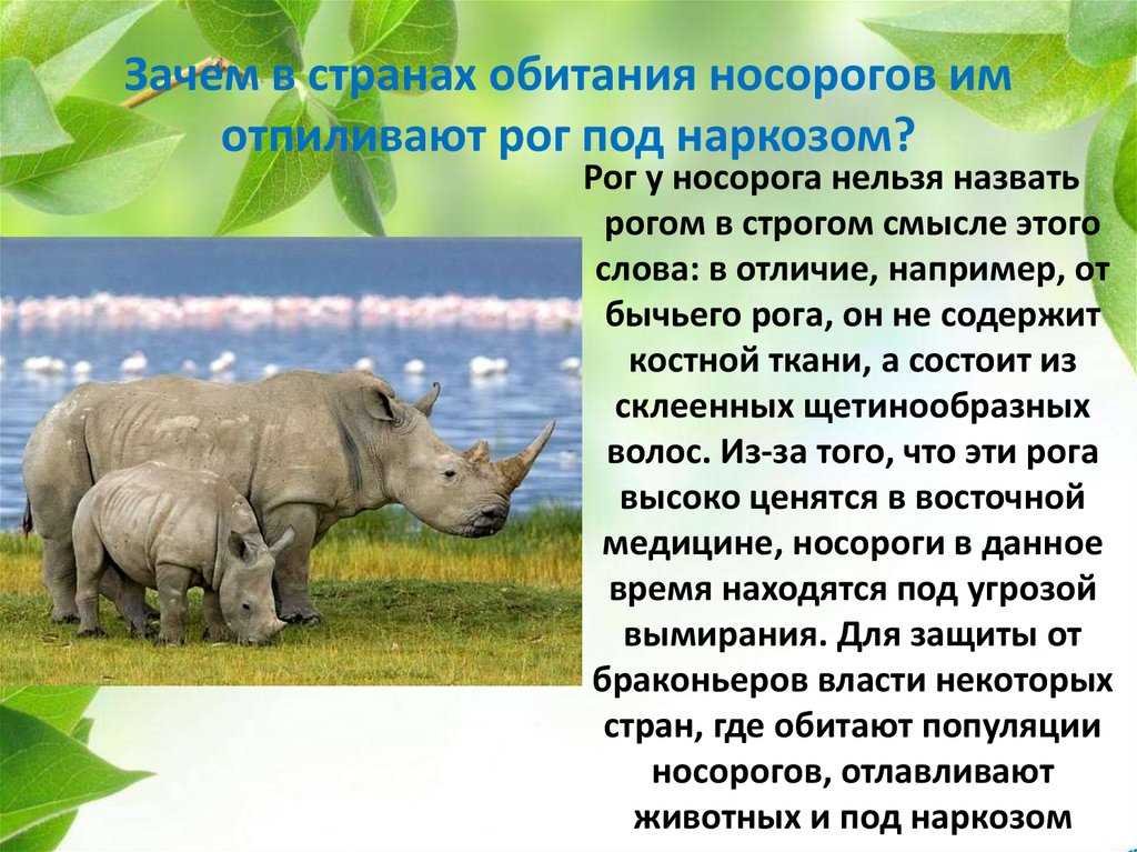 Любопытные факты о носорогах :: инфониак