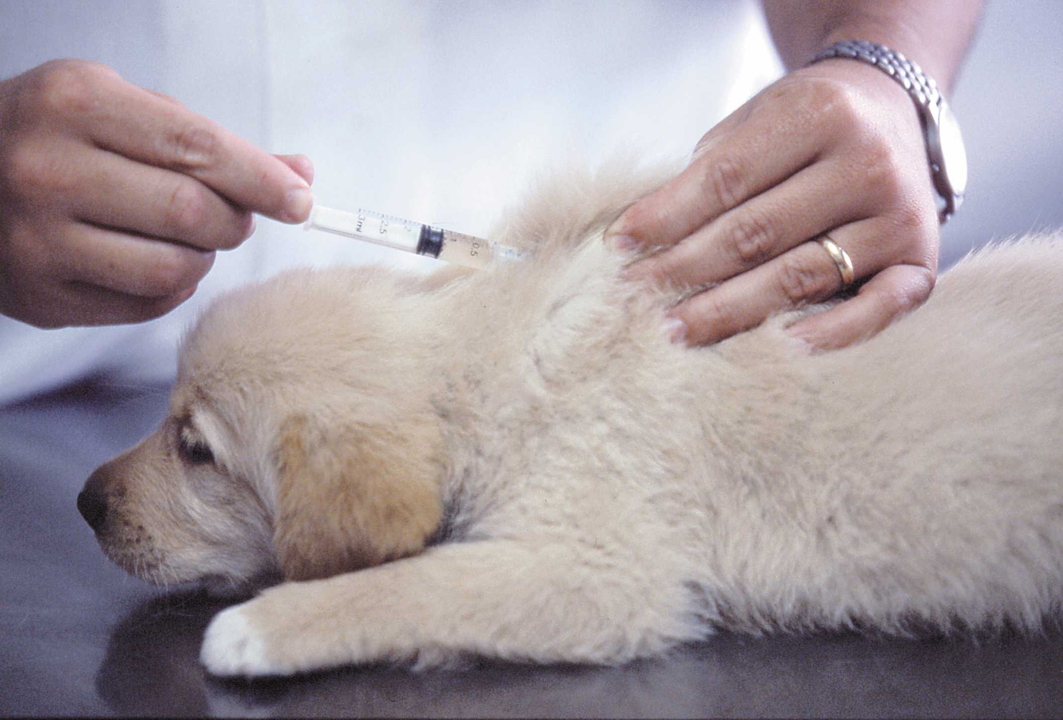 Оптимальные сроки проведения вакцинации у собак Необходимые инструменты и материалы, процедура подготовки питомца Процесс введения вакцины, правила ухода и возможные осложнения