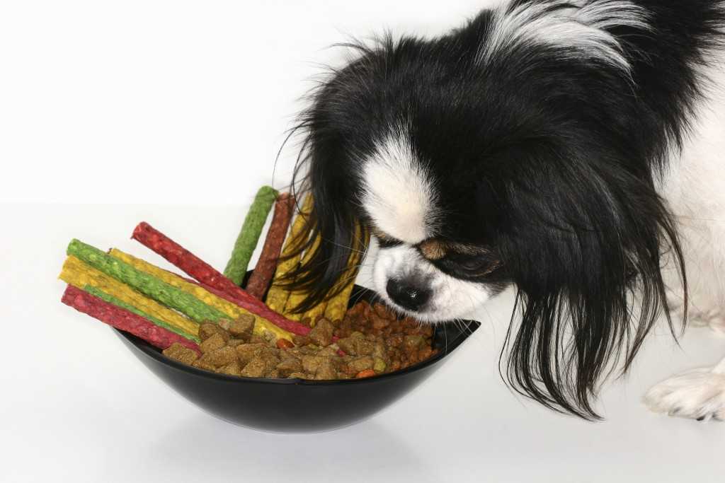 Как и чем кормить щенка пекинеса: меню по возрастам
