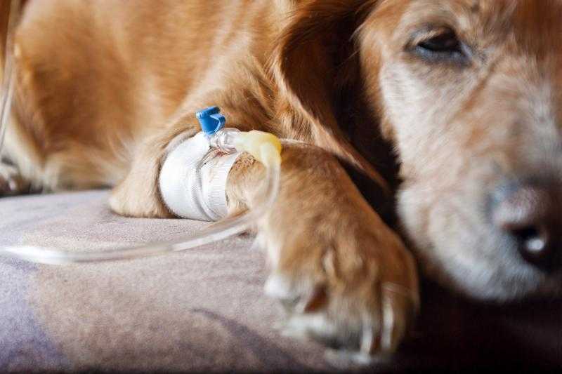 Самые распространенные болезни собак с описанием симптоматики и прогнозами