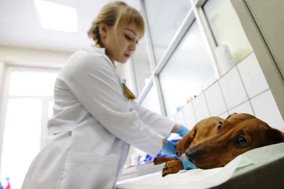 Ветеринарный врач - где учиться, зарплата, преимущества профессии – “навигатор образования”