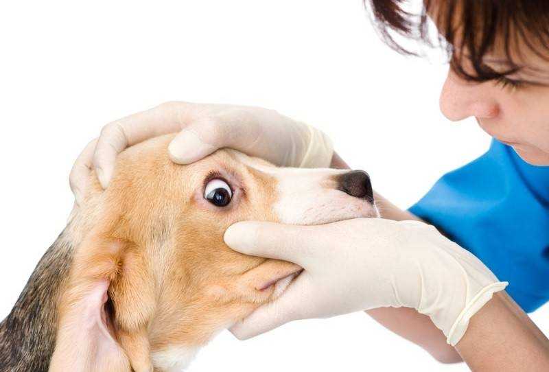 Основные разновидности грибков глаз у собак, возможные причины их появления, явные симптомы Способы лечения и меры профилактики