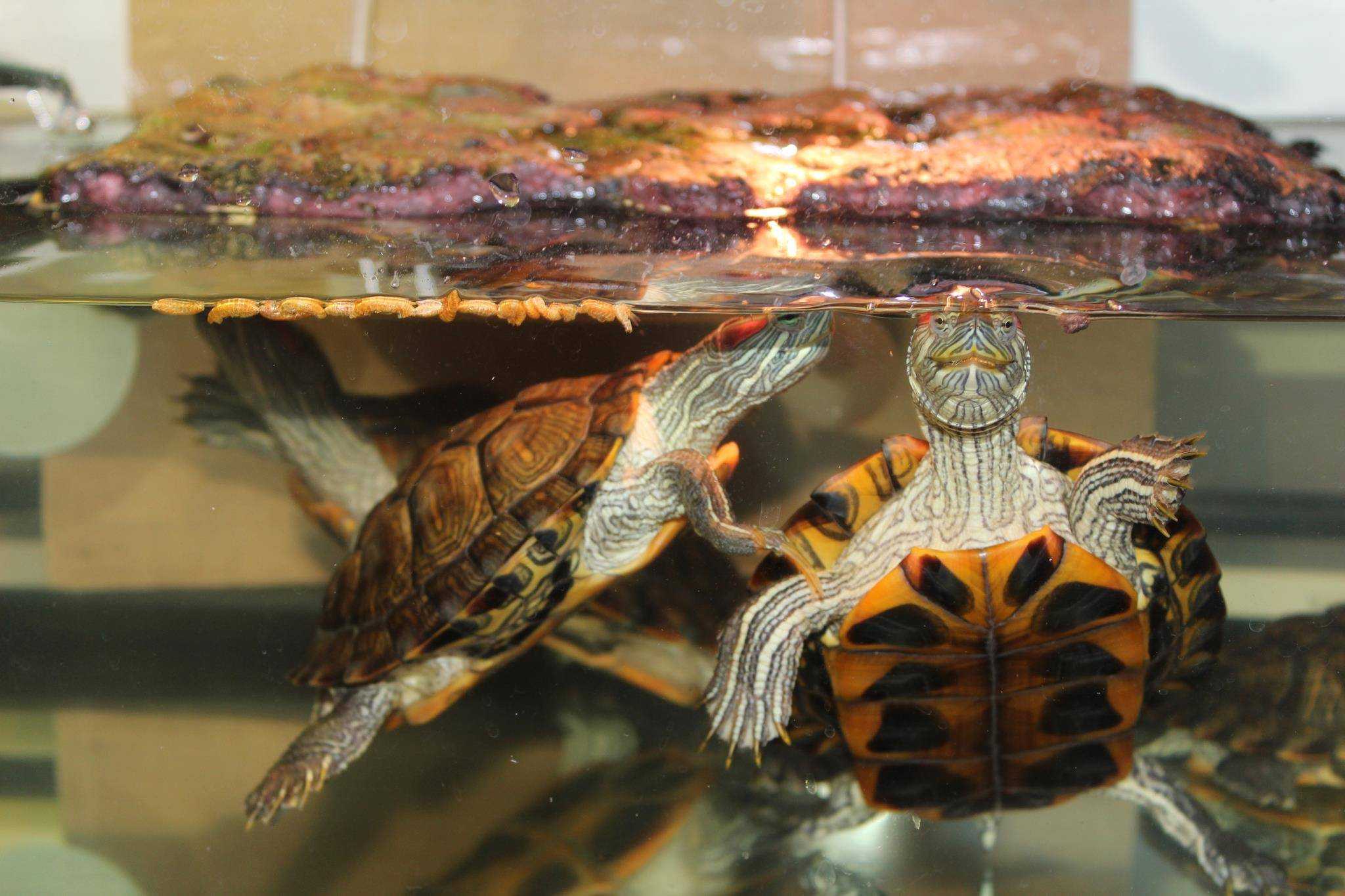 Красноухая черепаха в домашних условиях – уход и содержание, чем кормить, фото и видео, лечение, сколько живут