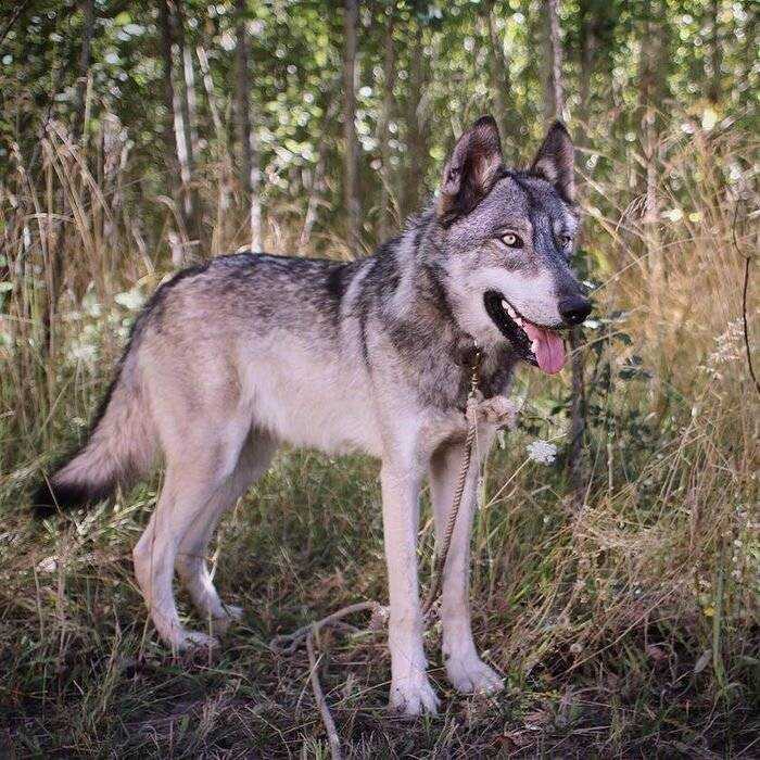 Волк: описание, размножение, особенности вида, фото