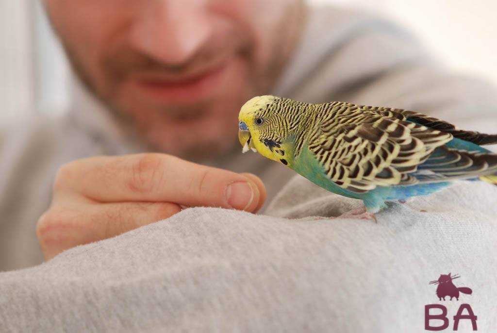 Волнистый попугай: описание, информация, всё о виде