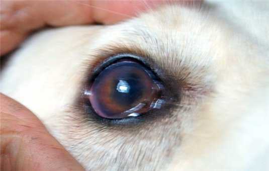 Бывает ли бельмо на глазу у собаки и как его заметить? подробно о болезни