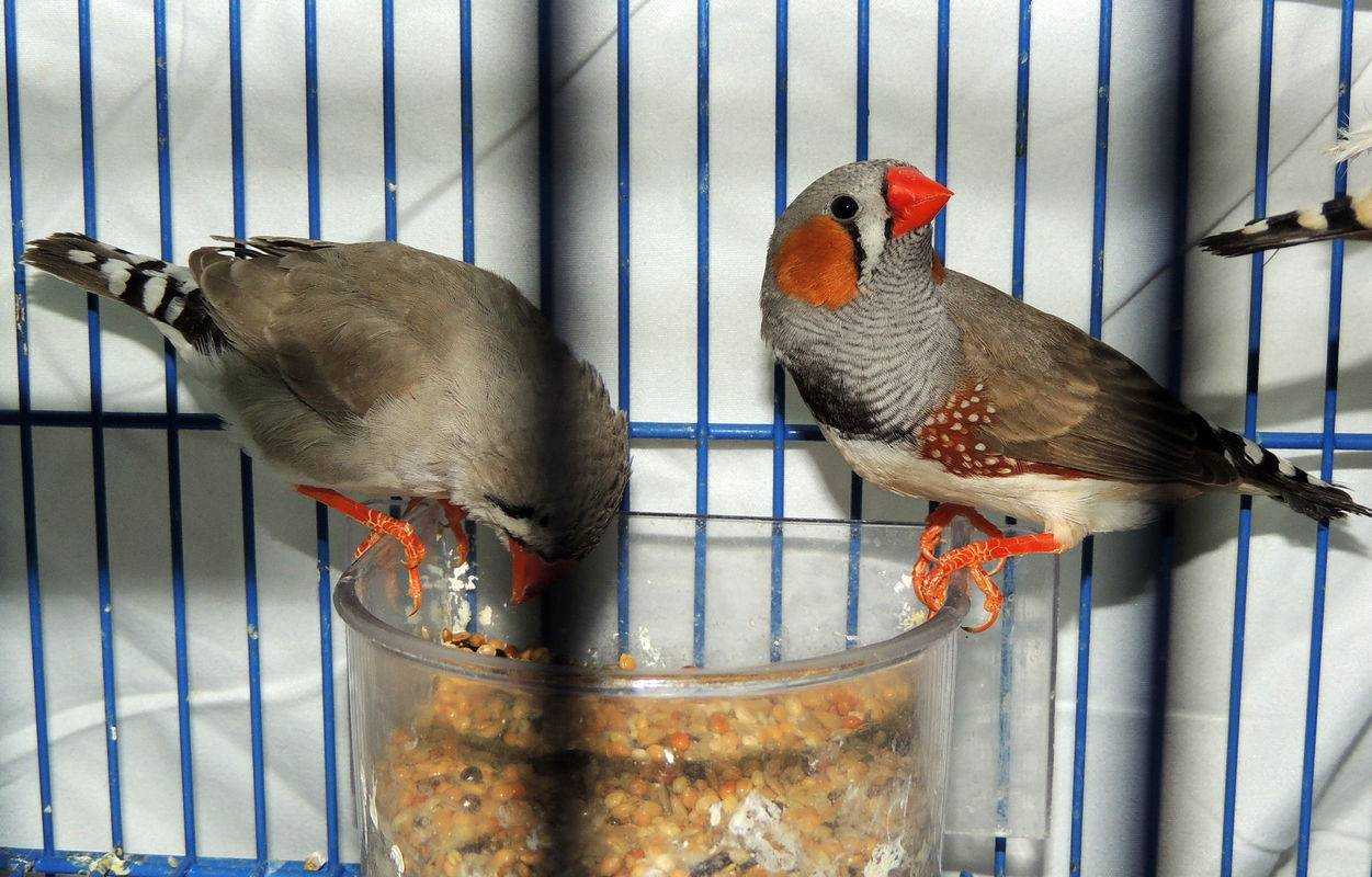 Амадины: уход, разведение и содержание птицы в домашних условиях (105 фото)