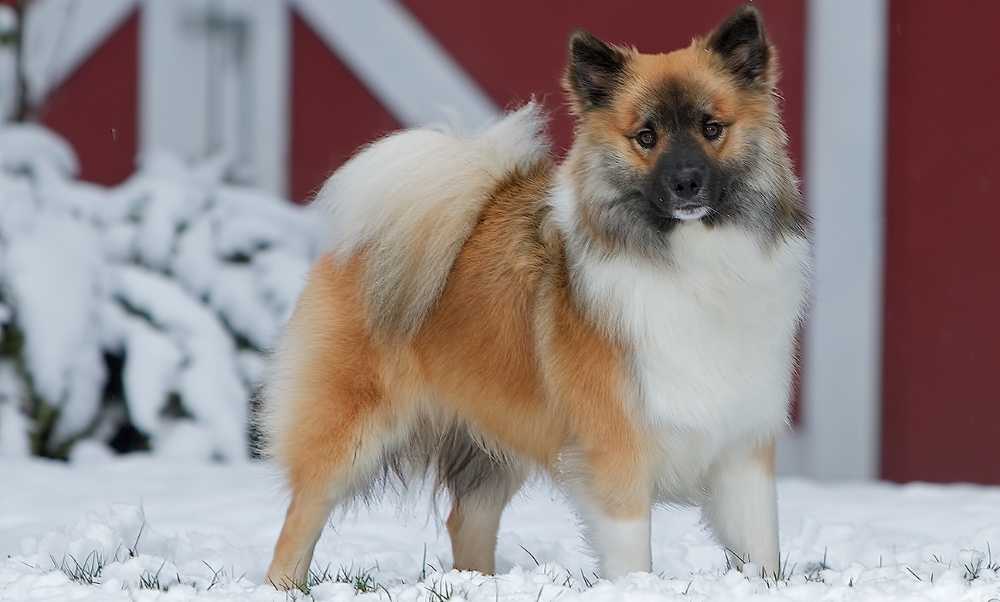 Исландская собака: фото и описание
исландская собака: фото и описание
