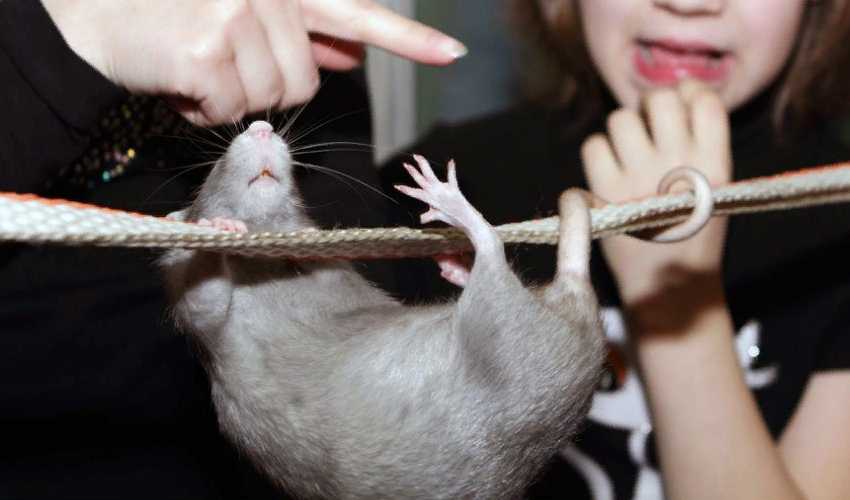 Зачем крысе хвост: почему он лысый и длинный, функции органа, можно ли брать зверька за него