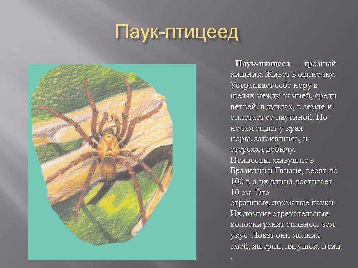 Адаптация паукообразных. Информация про паукообразных. Сообщение о паукообразии. Доклад про пауков. Паукообразные доклад.