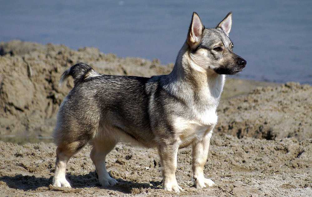 Самые лучшие собаки-охранники: маленькие, средние и крупные породы, а также псы-телохранители