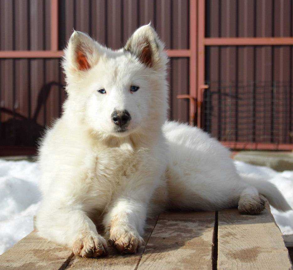 Описание собак породы якутская лайка: стандарт, уход и фото представителей
