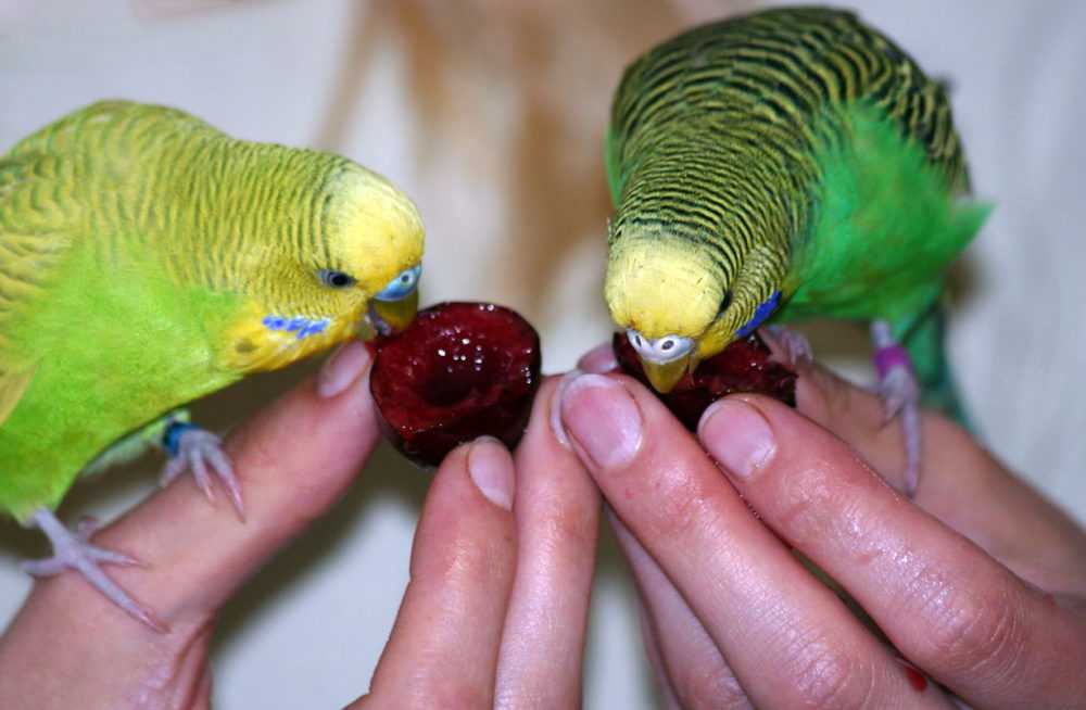Какие же овощи можно давать волнистому попугаю и прочим видам