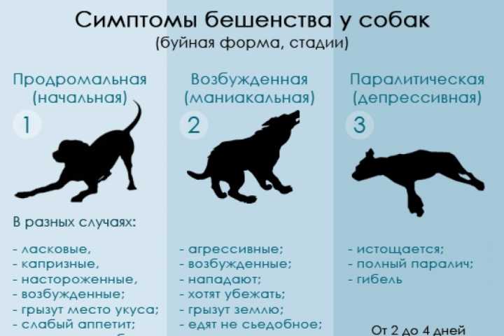 Бешенство у собак: симптомы, стадии и профилактика