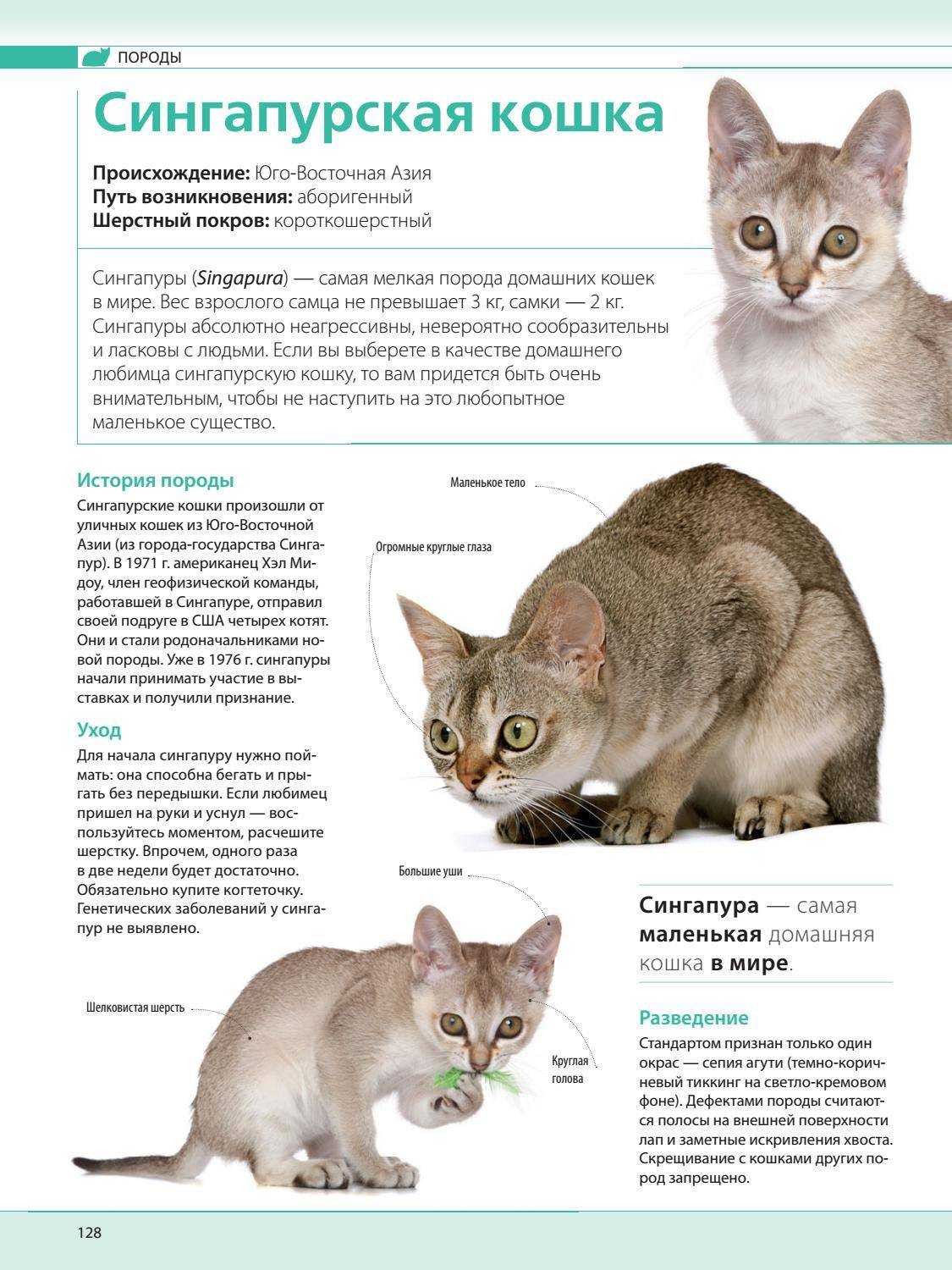 Сингапурская кошка Описание, особенности, уход и цена сингапурской кошки Статья подробно расскажет о сингапурской кошке, её особенностях, характере и цене