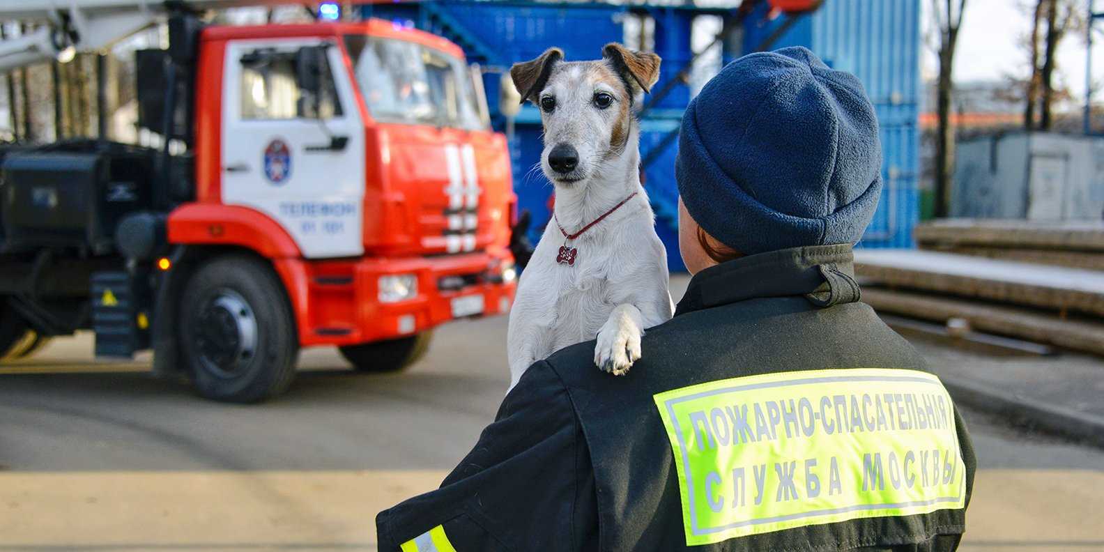 Какие собаки служат в поисково-спасательной службе мчс? какие породы собак подходят?