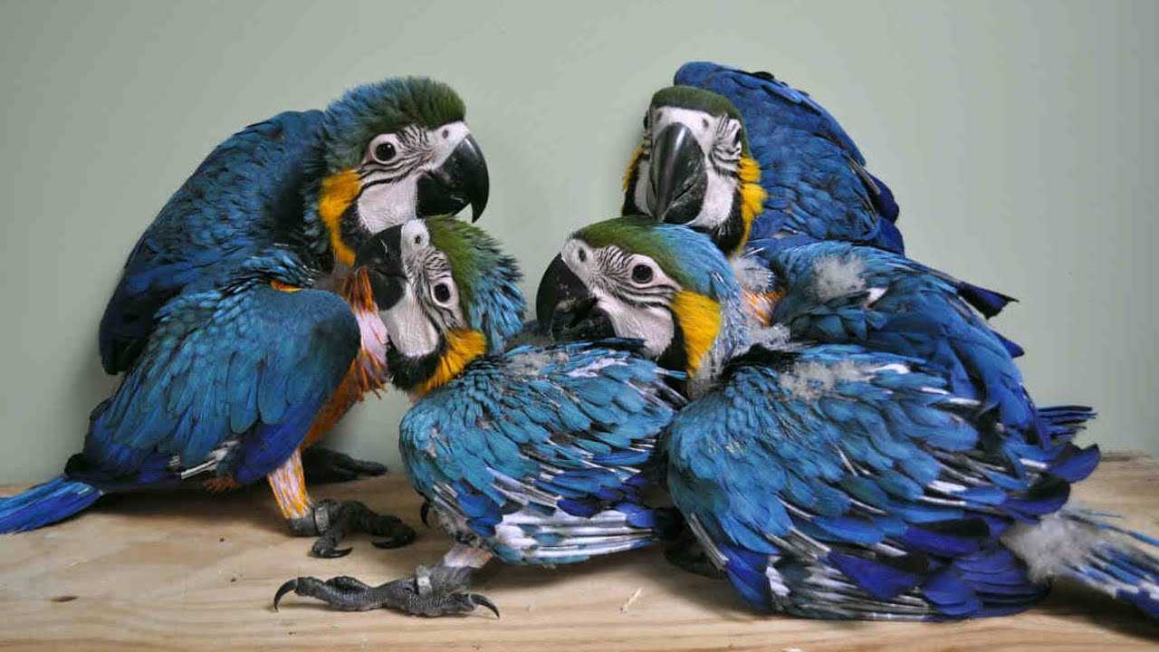 10 самых умных попугаев 🦜 в мире | pet7