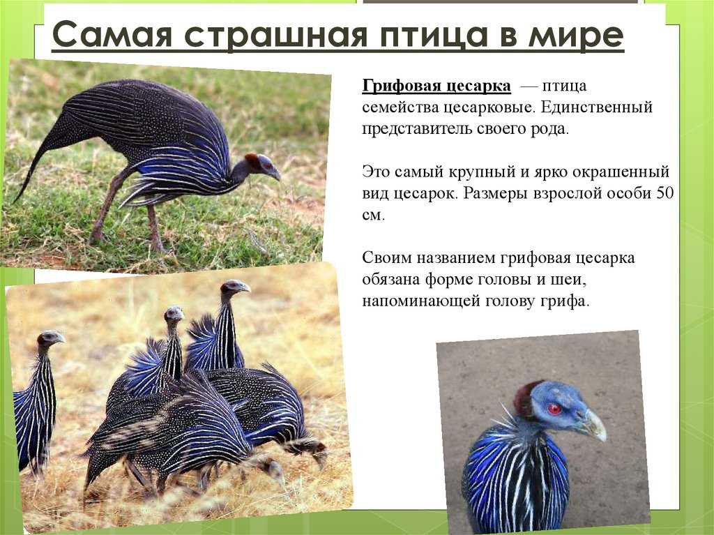 Болотные птицы: описание, образ жизни, фото и интересные факты :: syl.ru