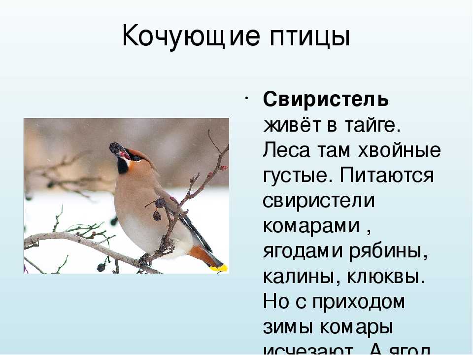 Свиристель перелетная или зимующая. Кочующие птицы. Зимующие и Кочующие птицы. Кочующие птицы свиристель. Сообщение о кочующих птицах.