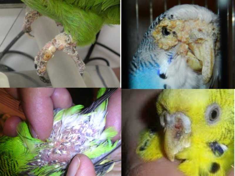 Способы лечения болезней клюва у волнистых попугаев