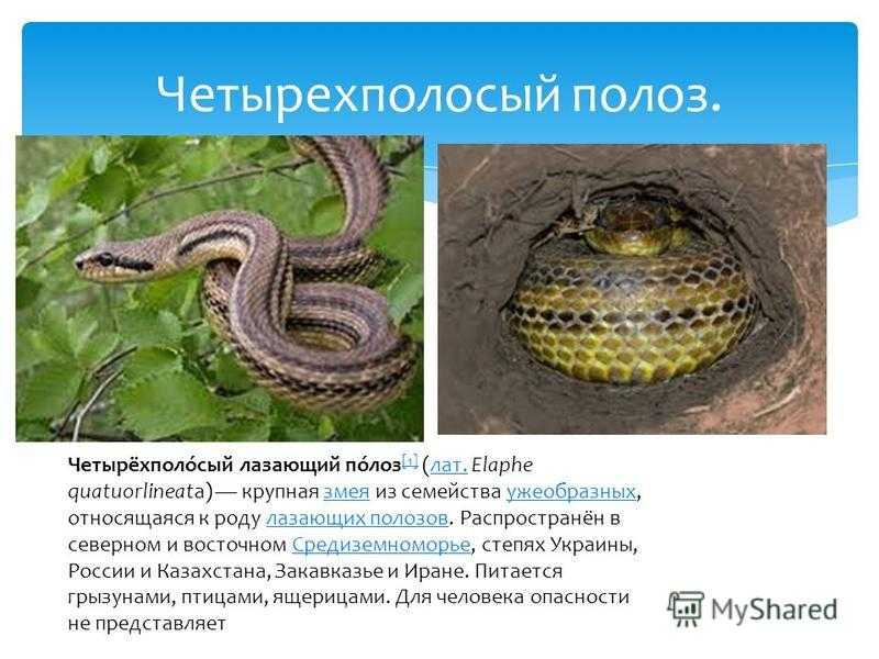 Амурский полоз: фото и описание, ядовитый или нет, содержание в домашних условиях