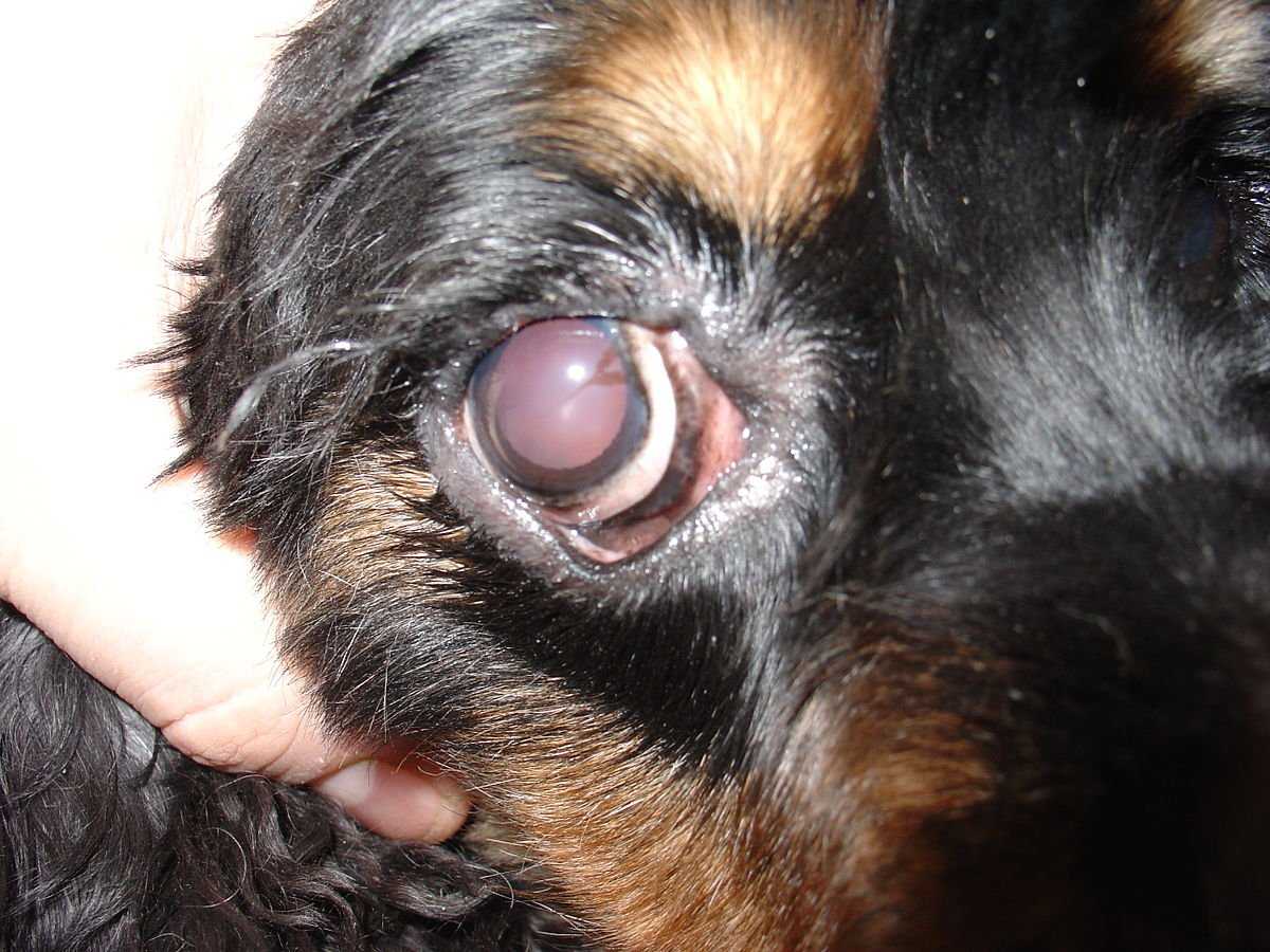 Виды, причины и методы лечения конъюнктивитов у собак