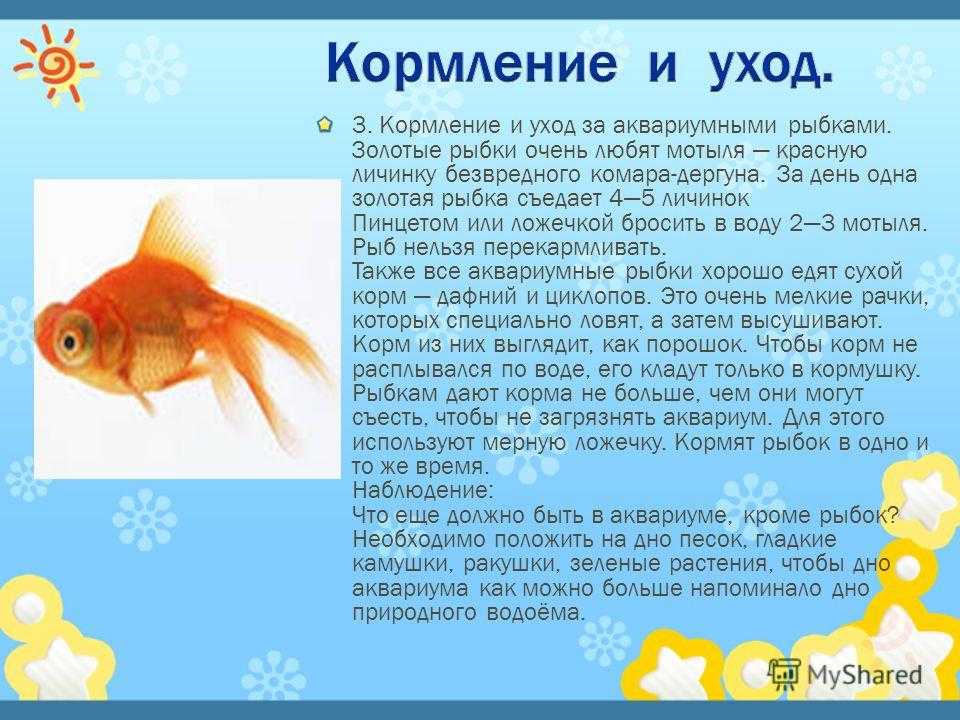 Сколько раз в день кормят аквариумных рыбок. Золотая рыбка описание. Золотая рыбка описание для детей. Интересные факты о золотой рыбке. Золотая рыбка краткое описание.