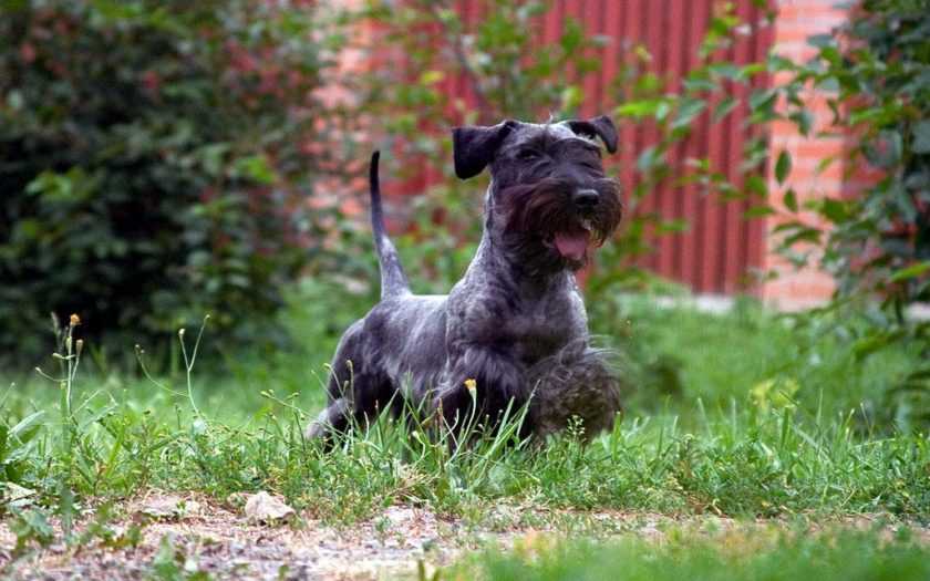 Чешский терьер: описание породы собак с фото и видео