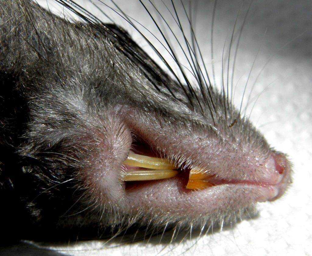 Болезни домашних крыс: симптомы и лечение, профилактика, что важно делать