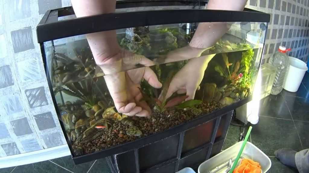 Аквариумистика для начинающих: что нужно для аквариума