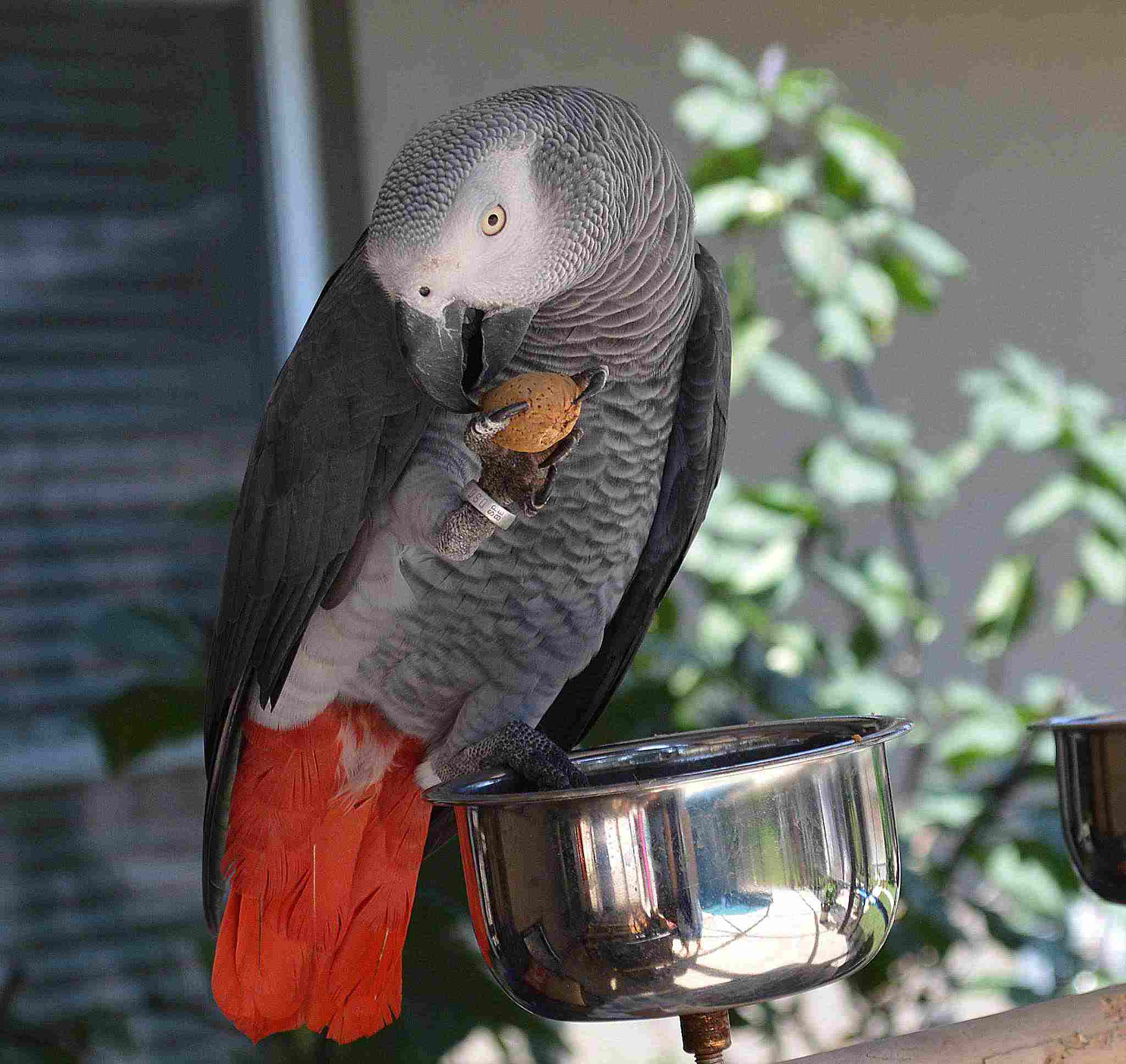 Какого попугая лучше всего завести в квартире