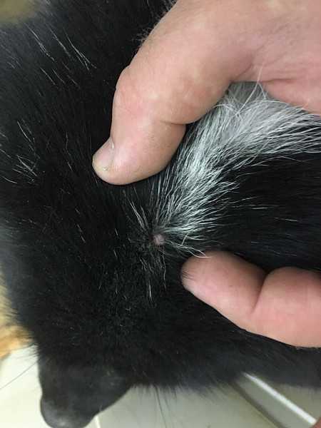 Опухоль на шее у собак: почему появилась под кожей, челюстью, лечение