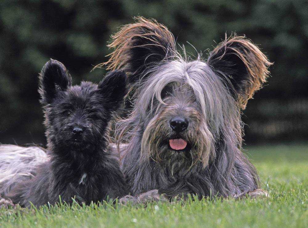 Скай терьер: описание породы собак с фото и видео