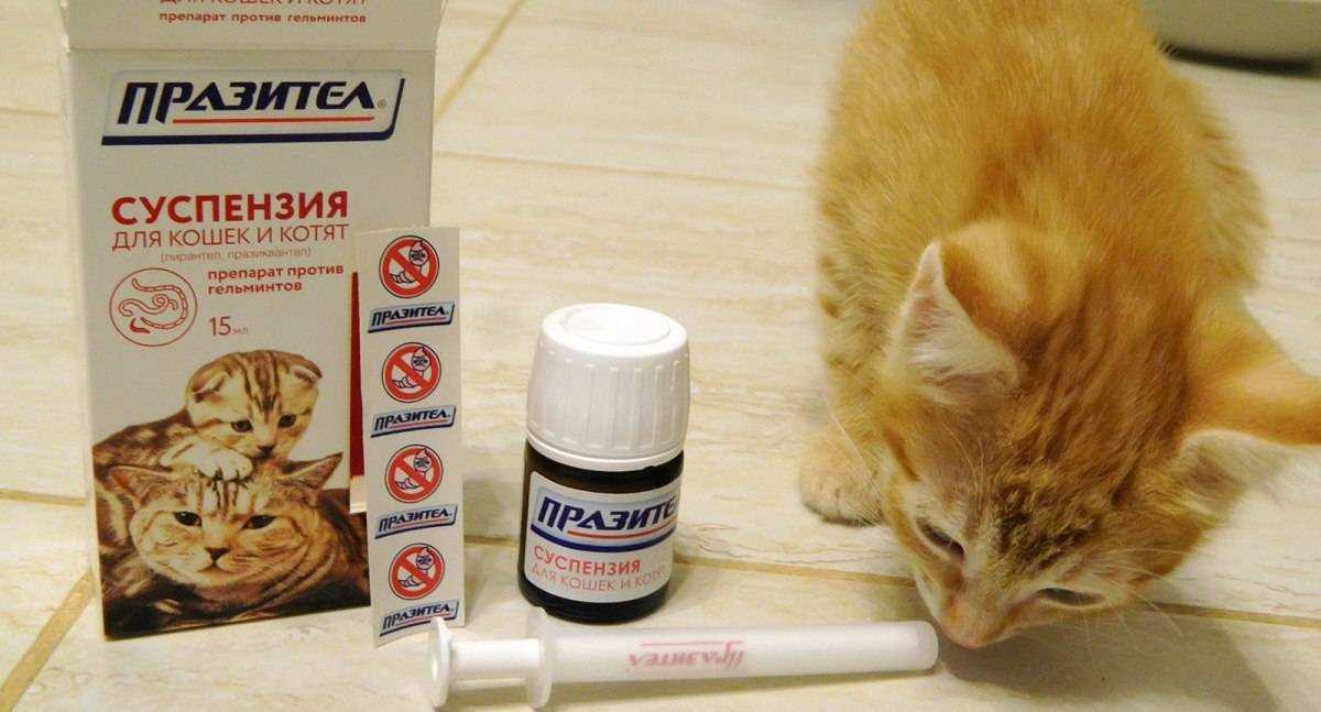 Глистогонные препараты (антигельминтные) для кошек и котят | апиценна