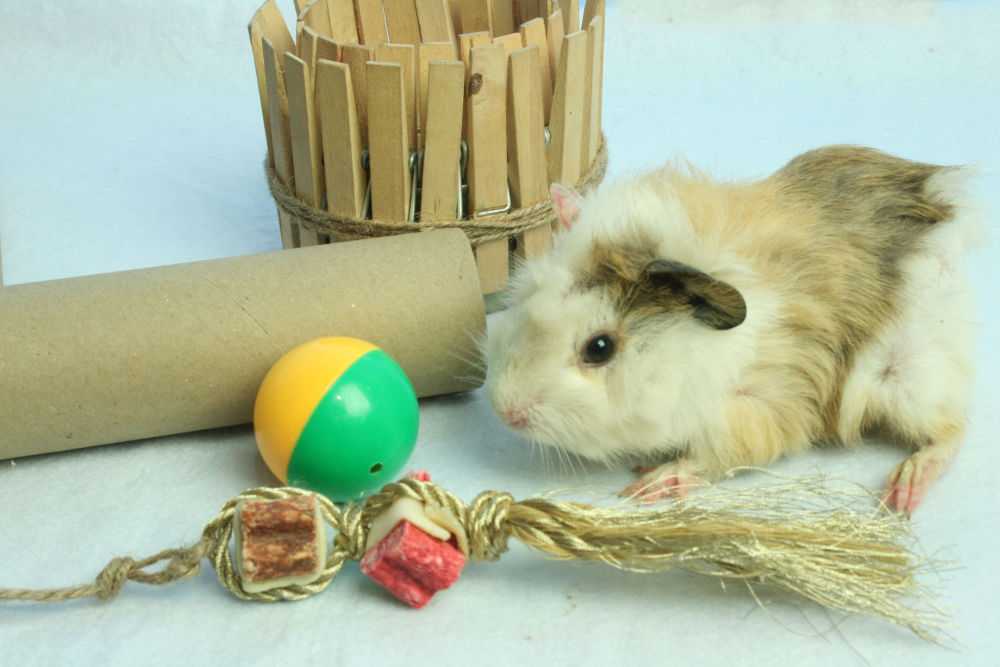 Как сделать игрушки для домашних морских свинок собственноручно и недорого: лестницу, качели, лабиринт, туннели, сенник