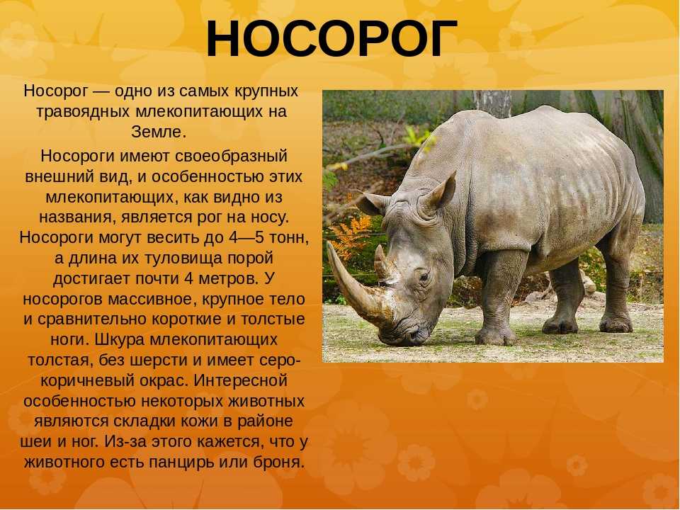 Жуки носороги: особенности образа жизни, чем могут питаться и влияние человека на его популяцию