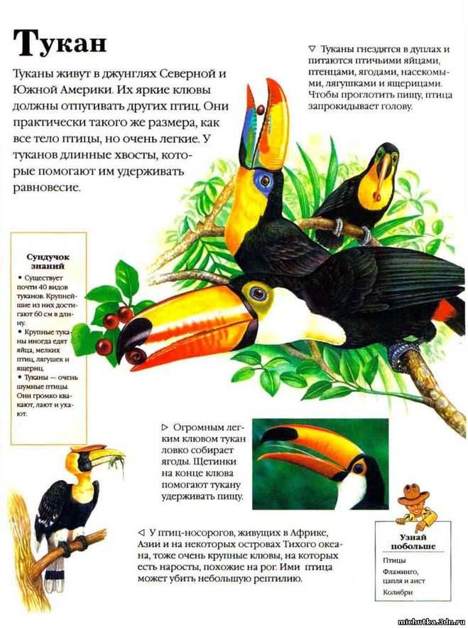 ᐉ как выглядит тукан: птица с большим желтым или оранжевым клювом, описание, ареал обитания и образ жизни - kcc-zoo.ru