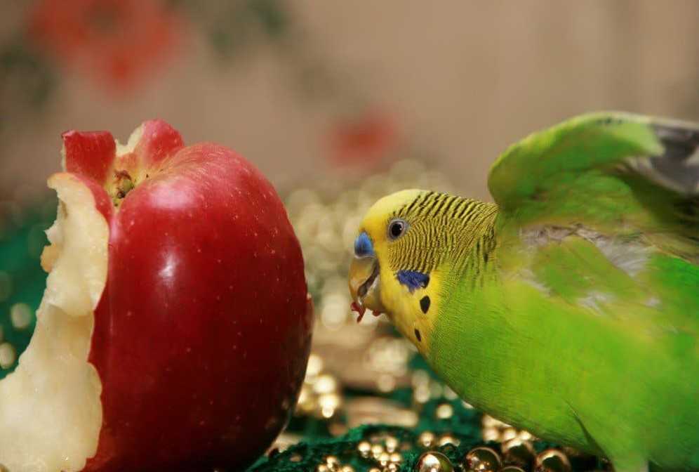 Перец попугаям можно. Фрукты волнистым попугайчикам. Волнистый попугайчик. Фрукты для попугаев. Попугай ест фрукты.