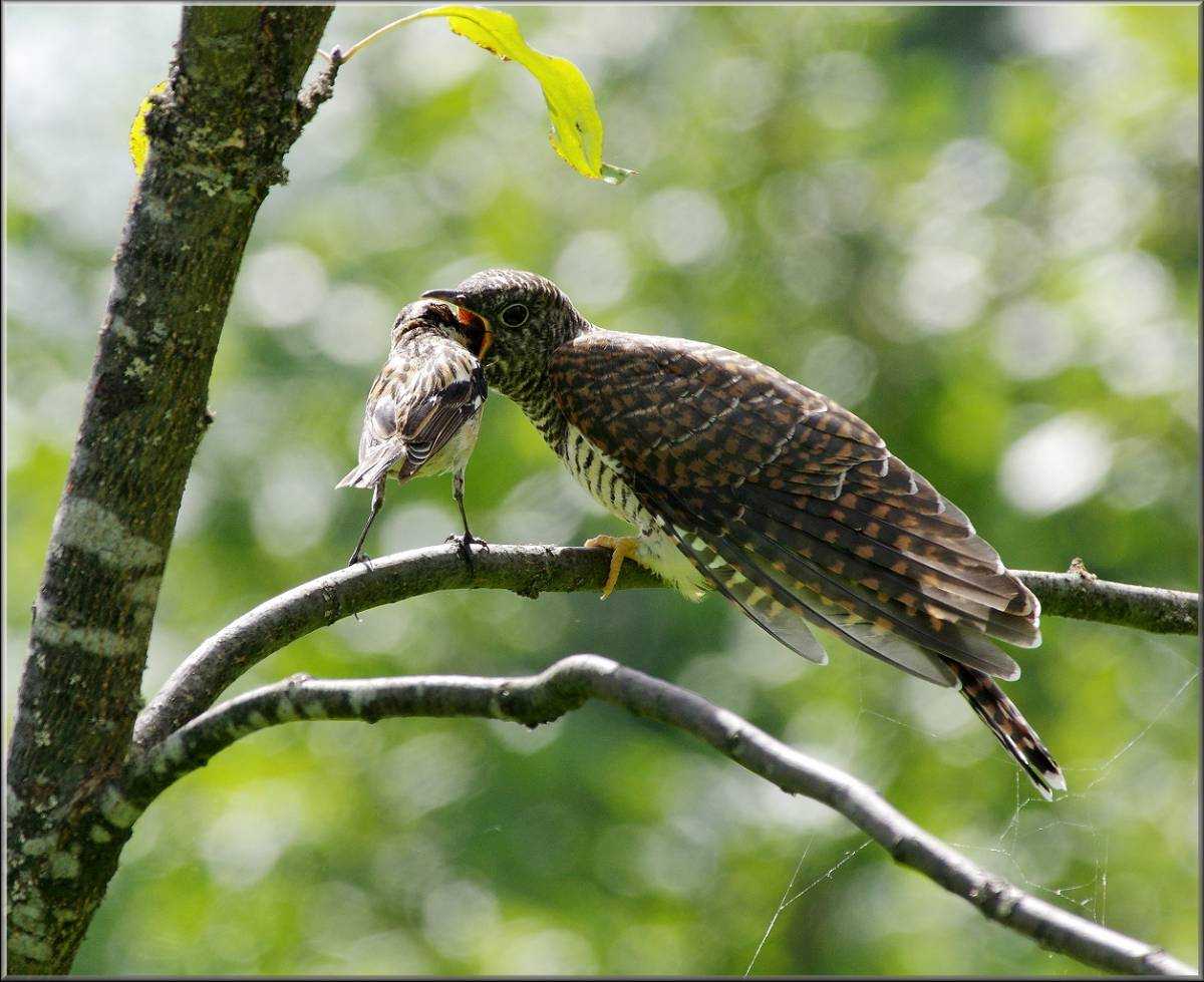 Птица кукушка: краткий обзор и интересные факты о птице (95 фото)