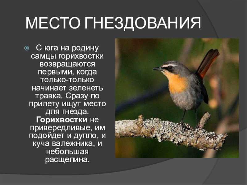 Горихвостка садовая птица фото и описание