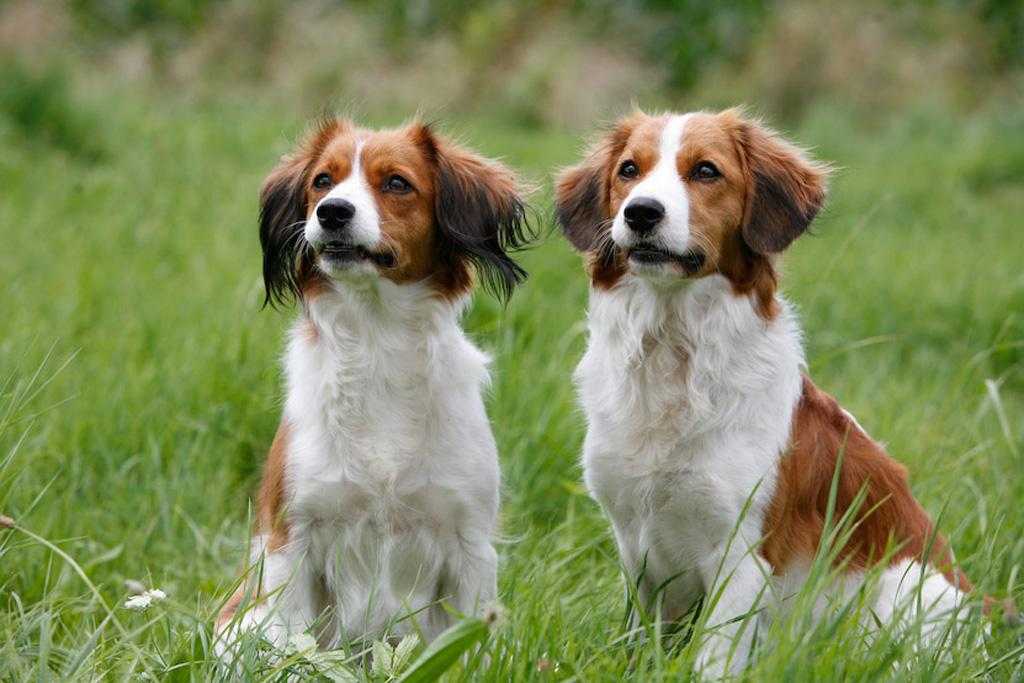 Коикерхондье | собакопедия вики | fandom