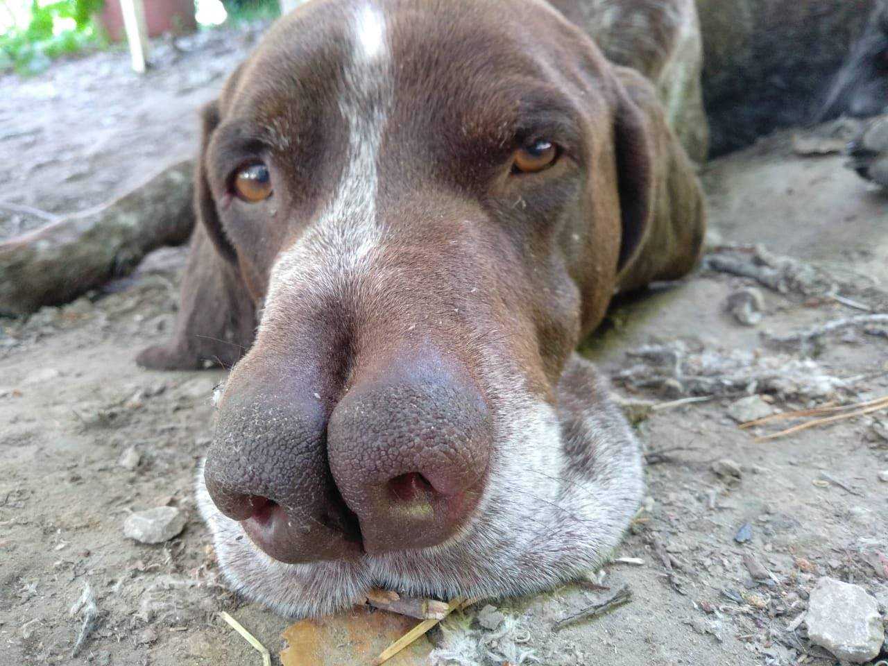 ᐉ каталбурун (турецкая гончая) — фото, описание породы собак, особенности характера - getzoofood.ru