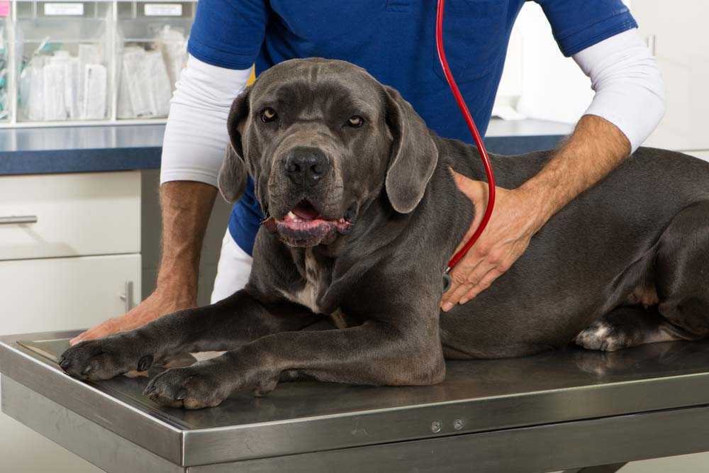 Парвовирусный энтерит собак – научные статьи о ветеринарии животных