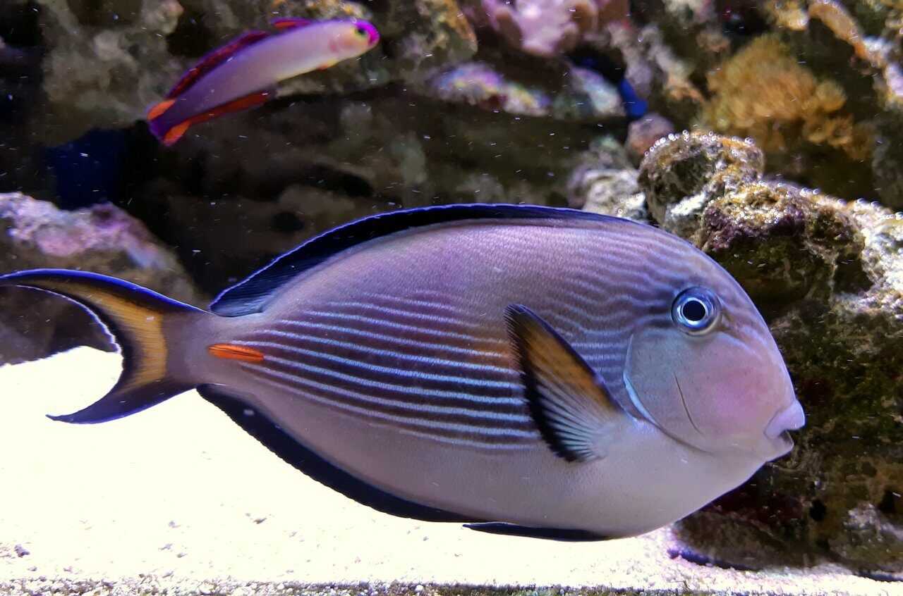 Рыба голубой рифовый хирург-любитель просторных аквариумов
