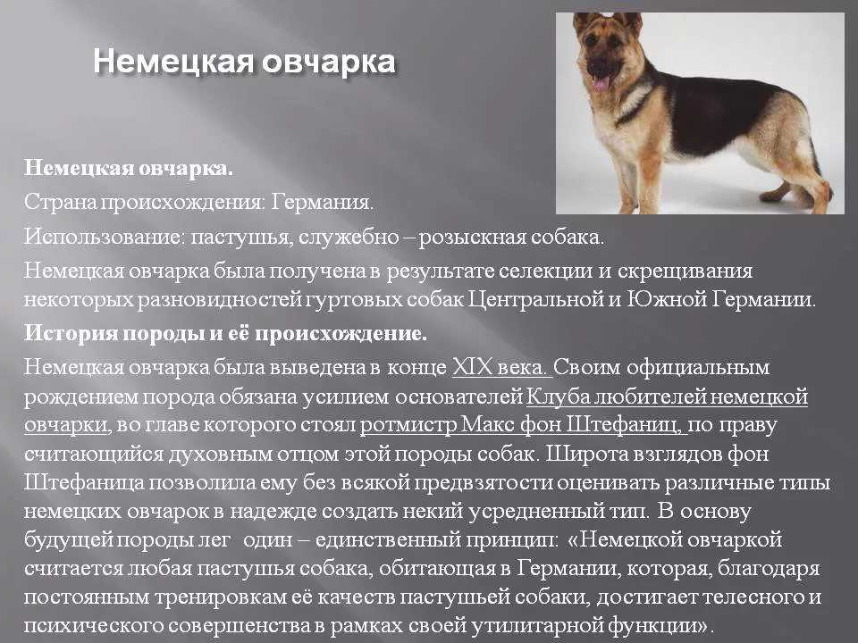 Собака сулимова - вики