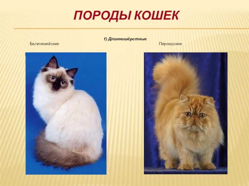 Пушистые породы кошек: какие породистые длинношерстные коты самые красивые и ласковые, как за ними ухаживать