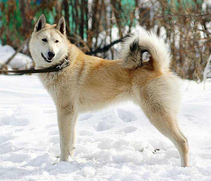 Восточносибирская лайка (всл): описание породы собак с фото и видео