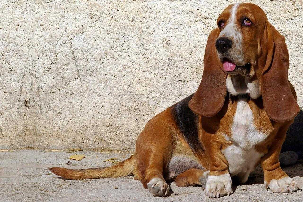 Подборка пород собак с самыми длинными ушами  с фото и названием
