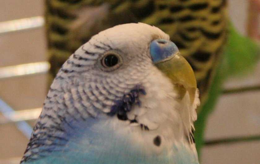 У попугая слоится клюв: почему это происходит и что делать?